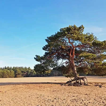 Amaryllis Soesterberg