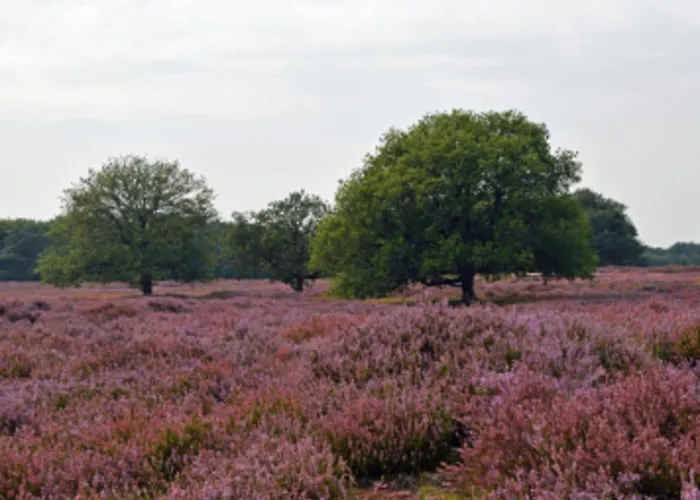Amaryllis Ferienhaus Soesterberg