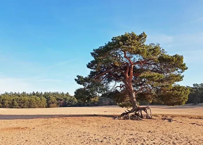 Amaryllis Soesterberg